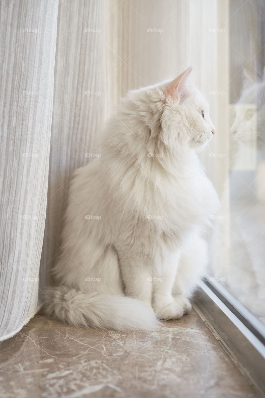 White cat sitting on window sill