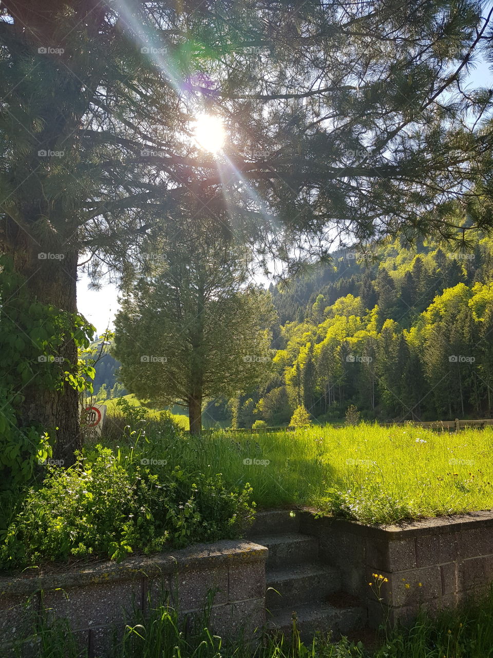 Sommer!🌳🌿☀️