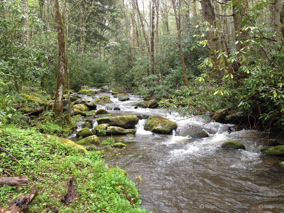 Lake creek flowing through forest