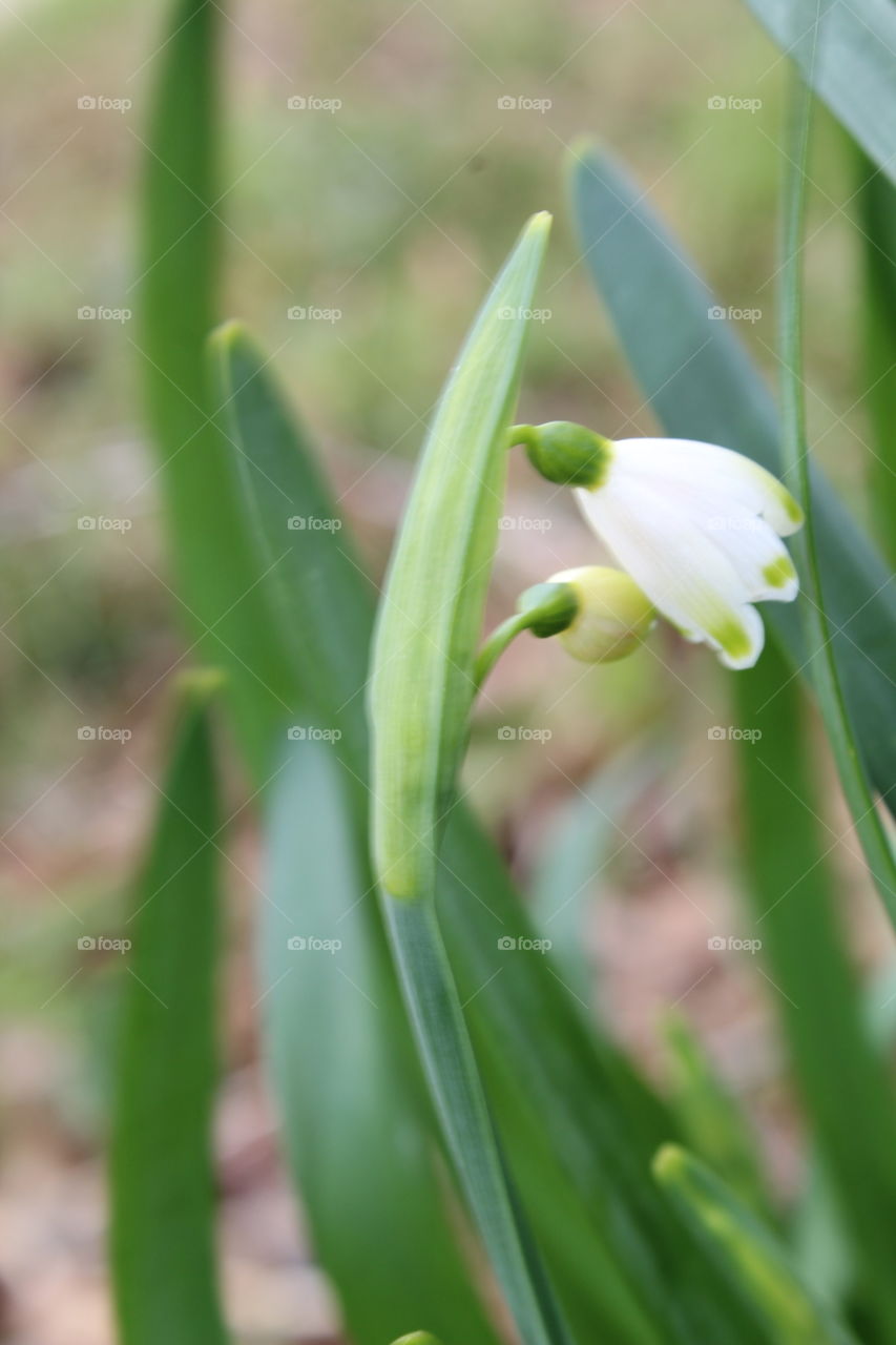 Snow drops 