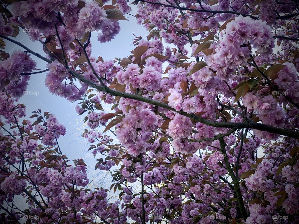 Tree Blossom  