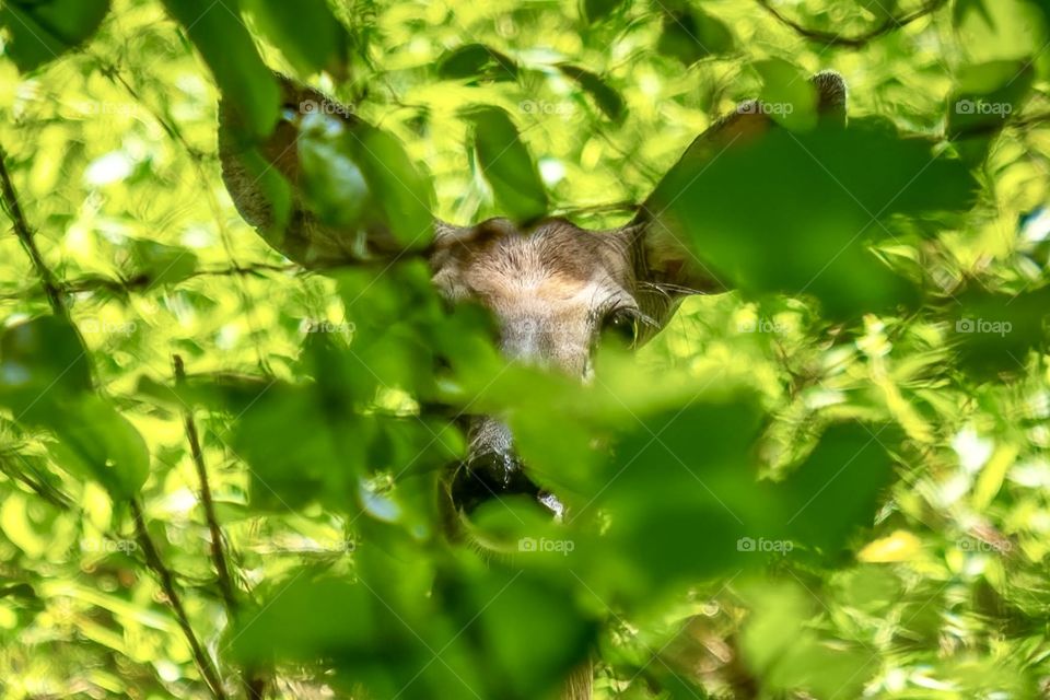 The photographer has been spotted. White-tailed deer. Raleigh, North Carolina. 