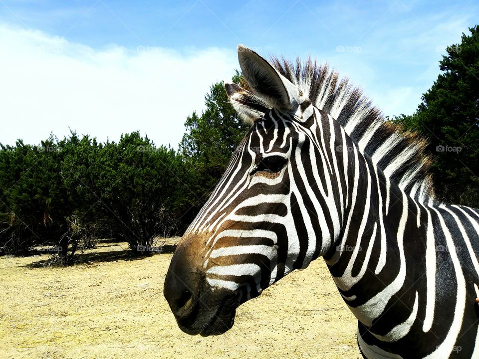 zebra up close