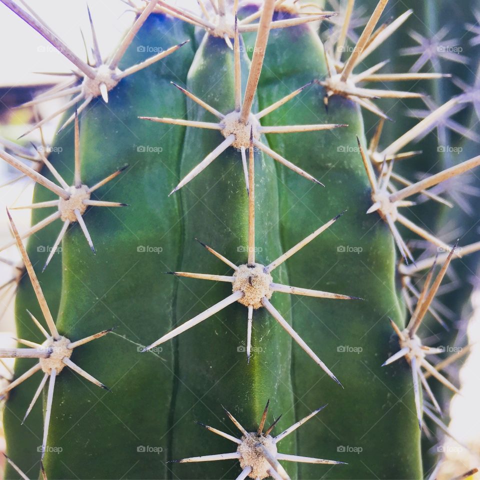 Close up cactus