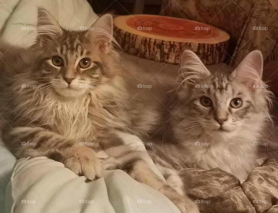 cats, kittens, Maine Coon, gray, white, silver, brother and sister, babies, young
