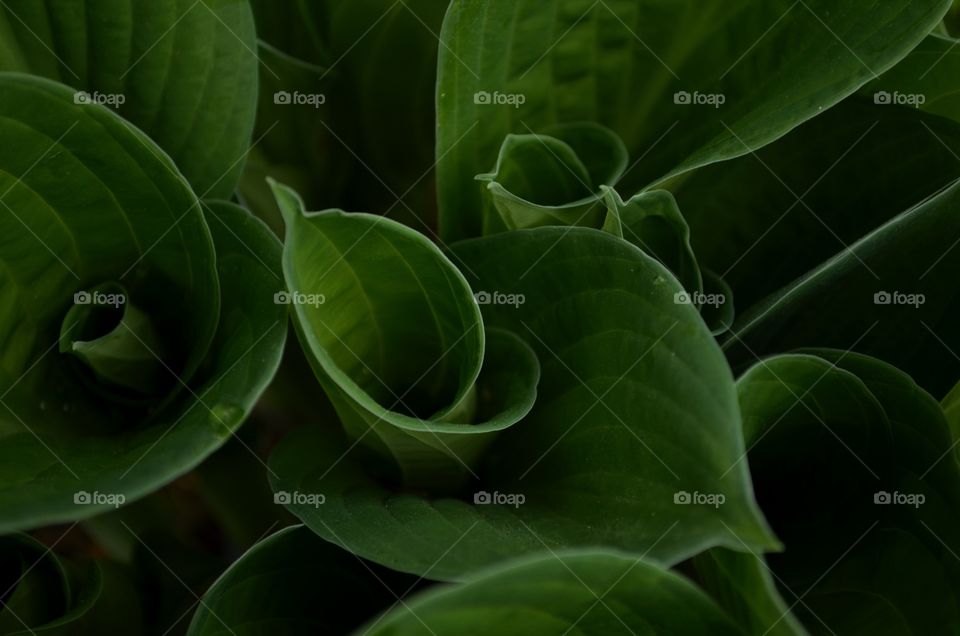 Green shapes of nature