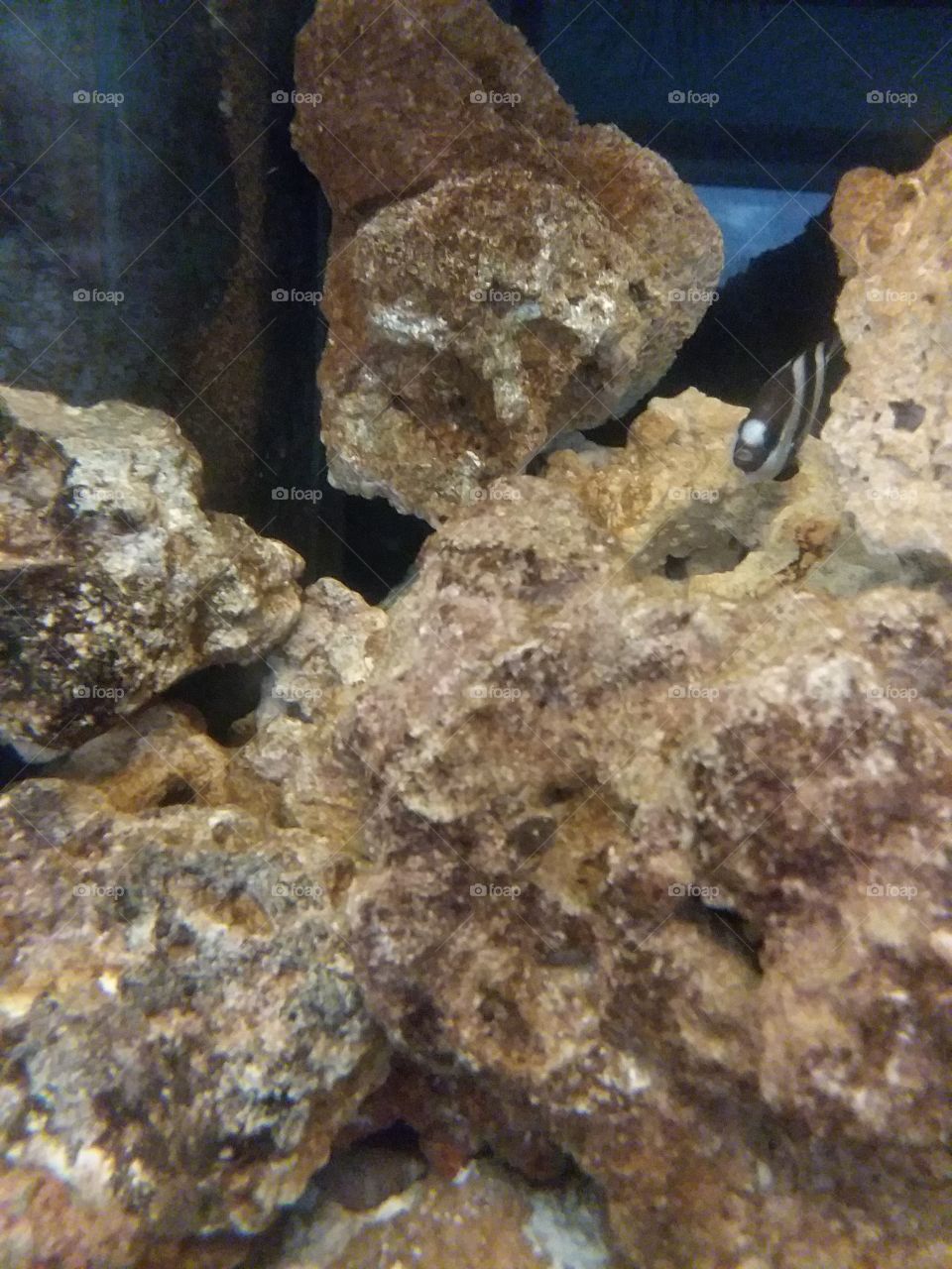 peek-a-boo  black & white fish