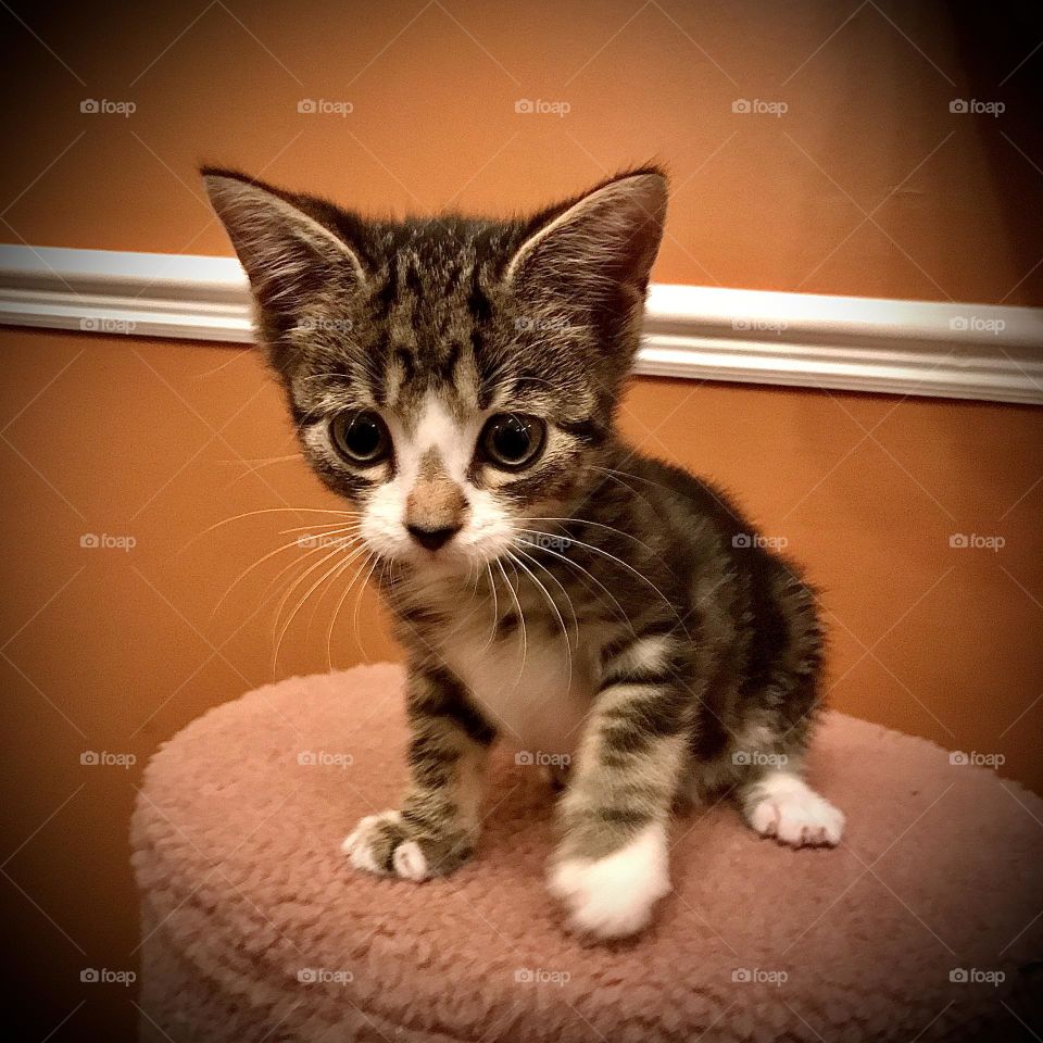 Tiny tabby kitten sat on top of cat tree. Terracotta background. Runt of litter with boggle eyes (but very cute!). 