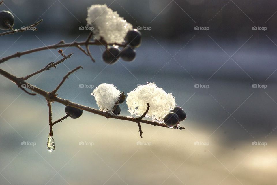 Close-up of berries