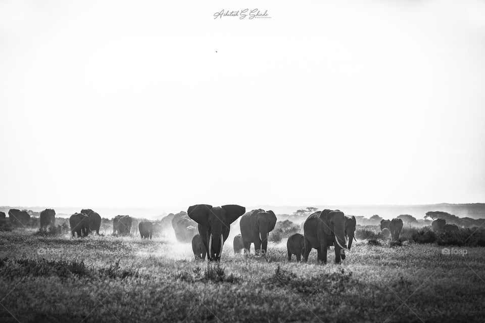 Elephants herd