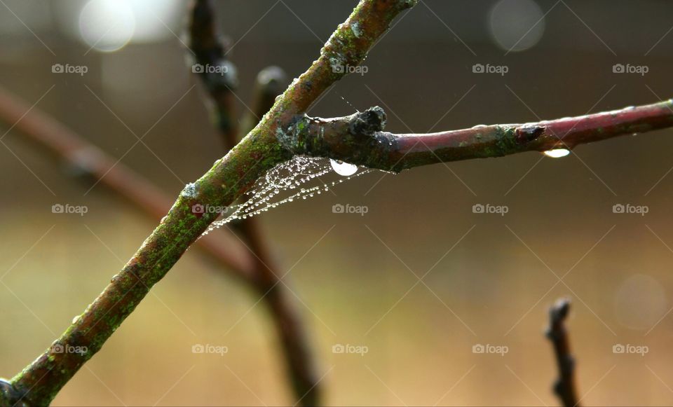 dew drops on brach and spider web on a foggy day.