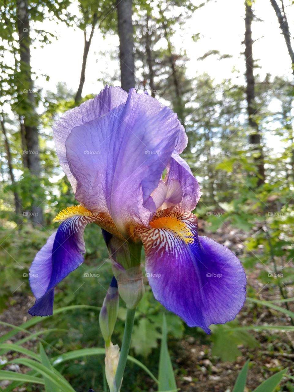 Beautiful Purple Iris. What a beautiful world it is when you stop and enjoy the details 😍