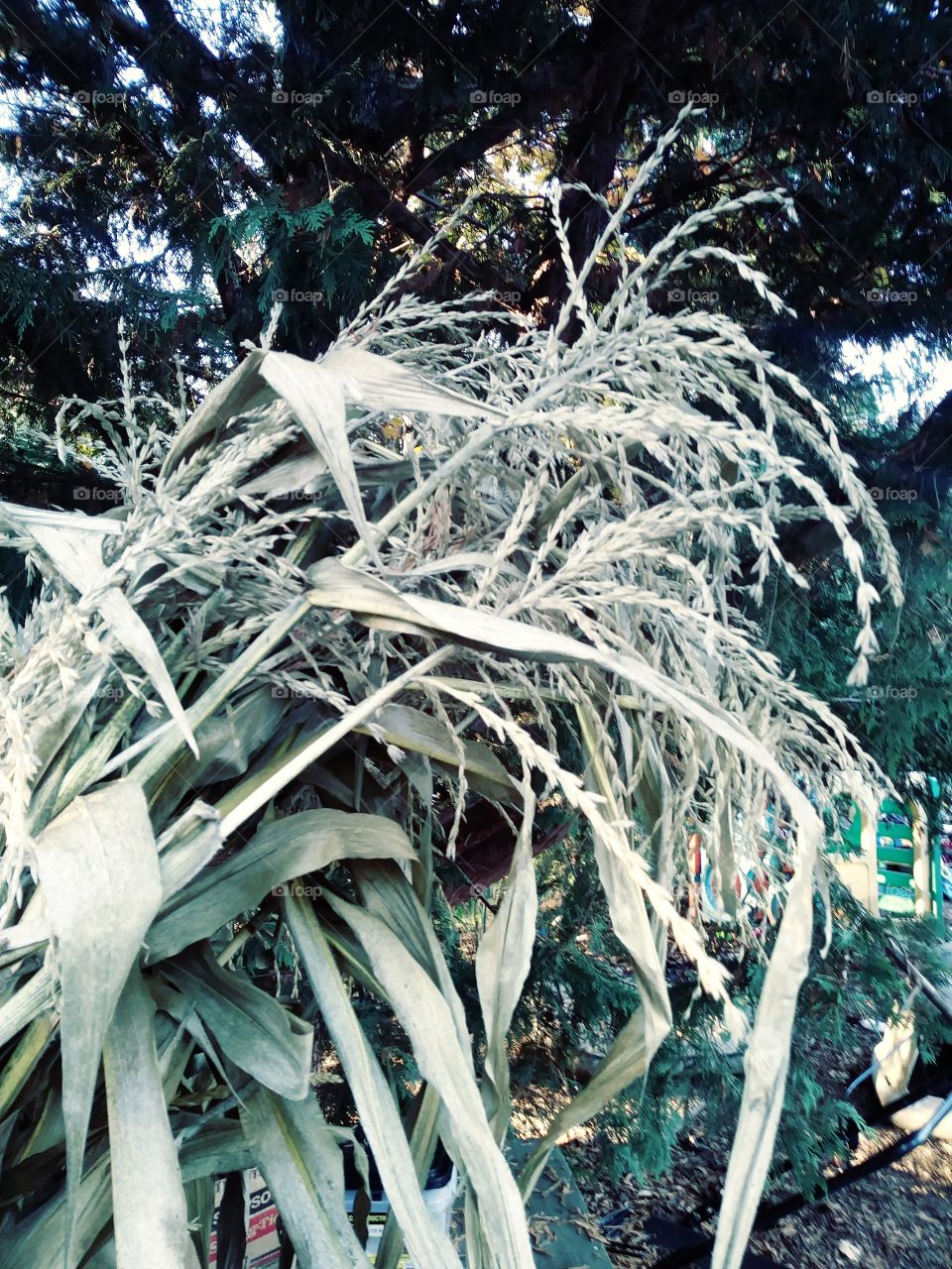 Nature, Leaf, No Person, Tree, Flora