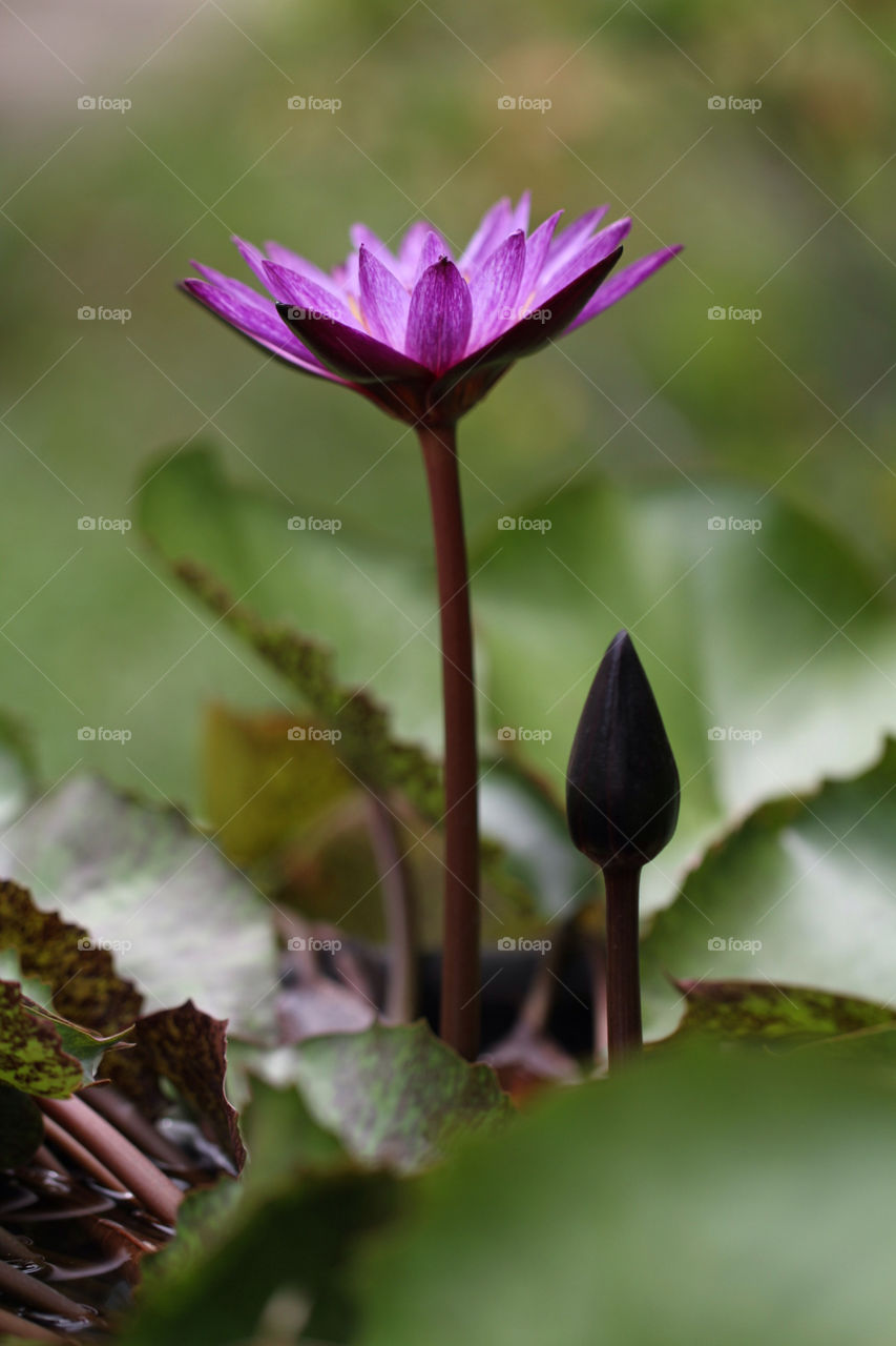 green light nature flower by sonchai