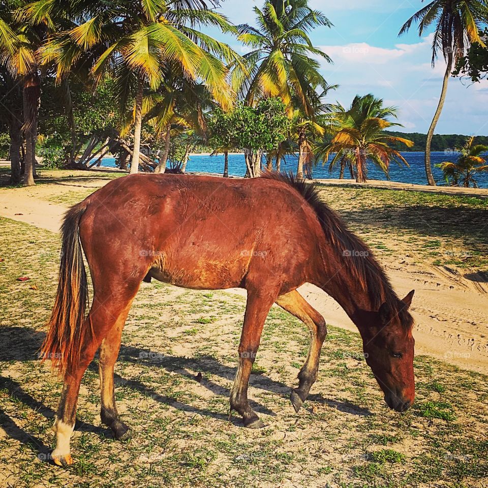 Mammal, No Person, Horse, Mare, Cavalry