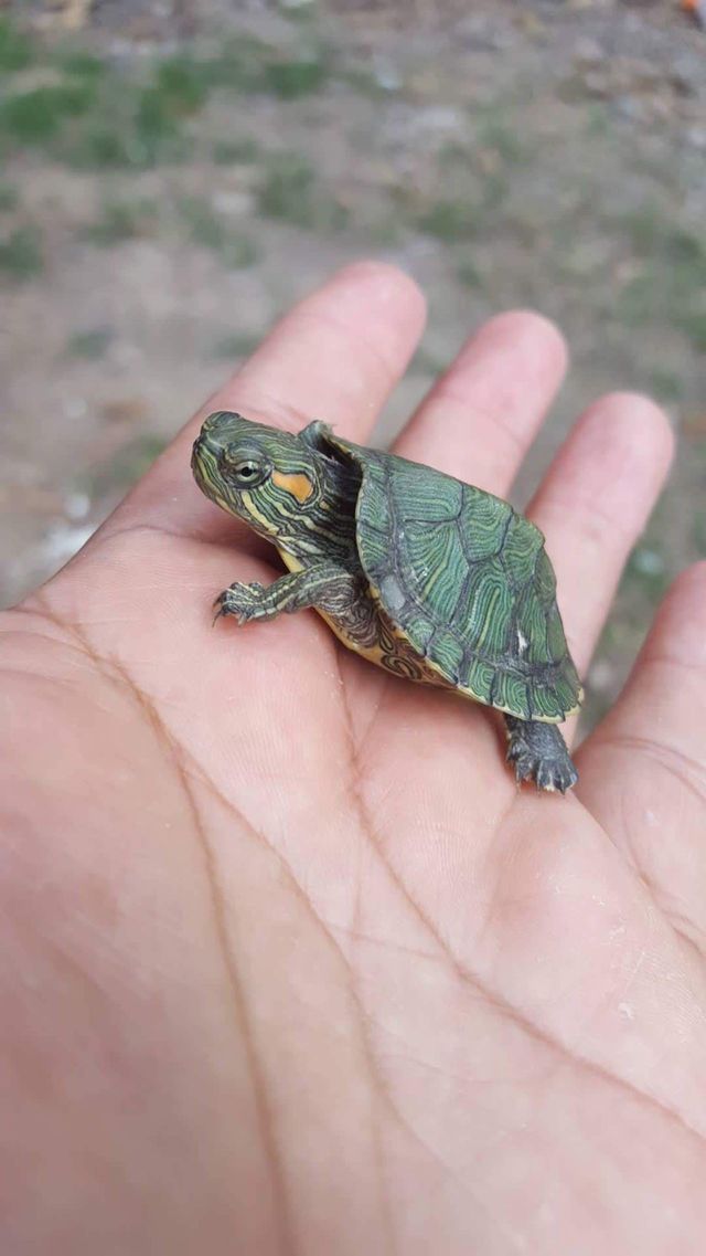 tierna, tortuga