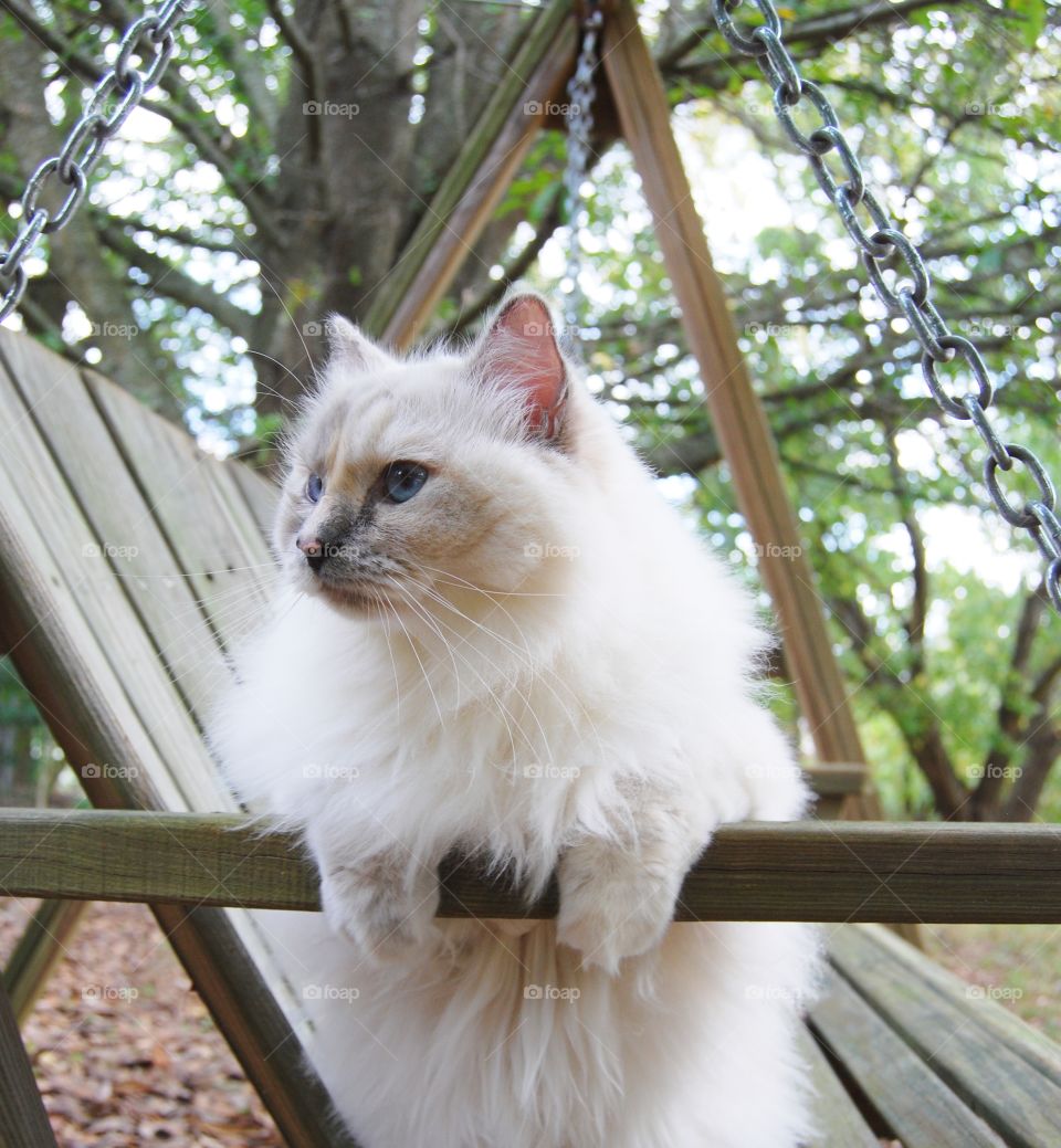 Cat sitting on wooden swing