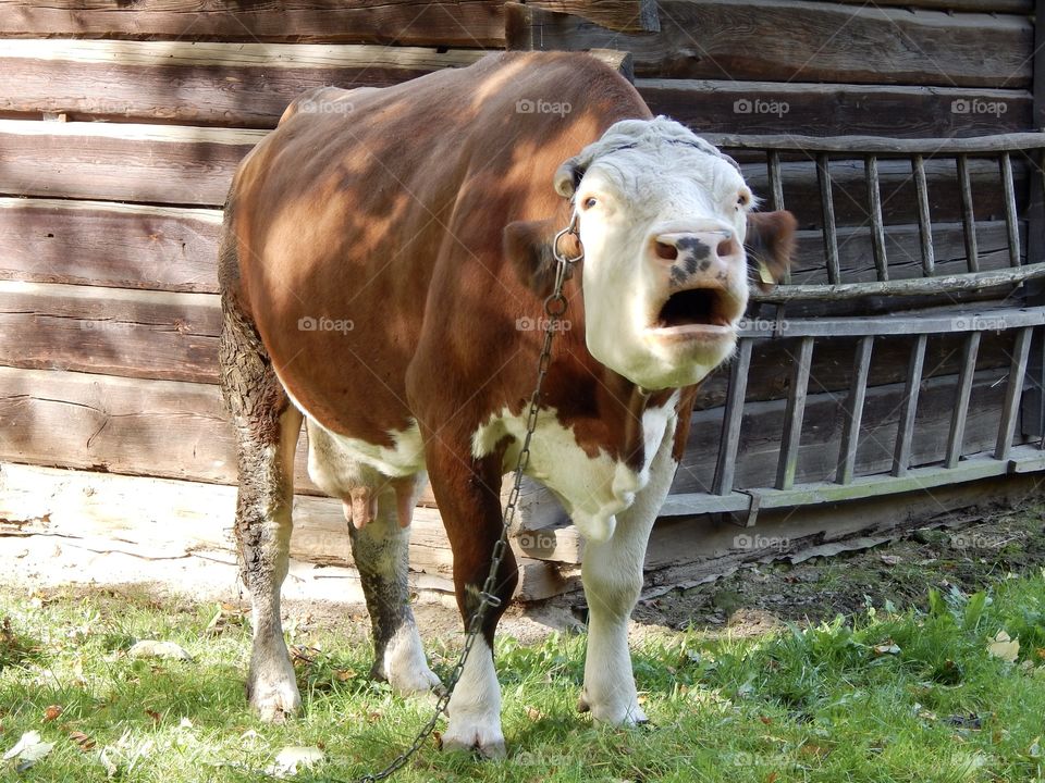 the cow is standing and mooing, rural, village 