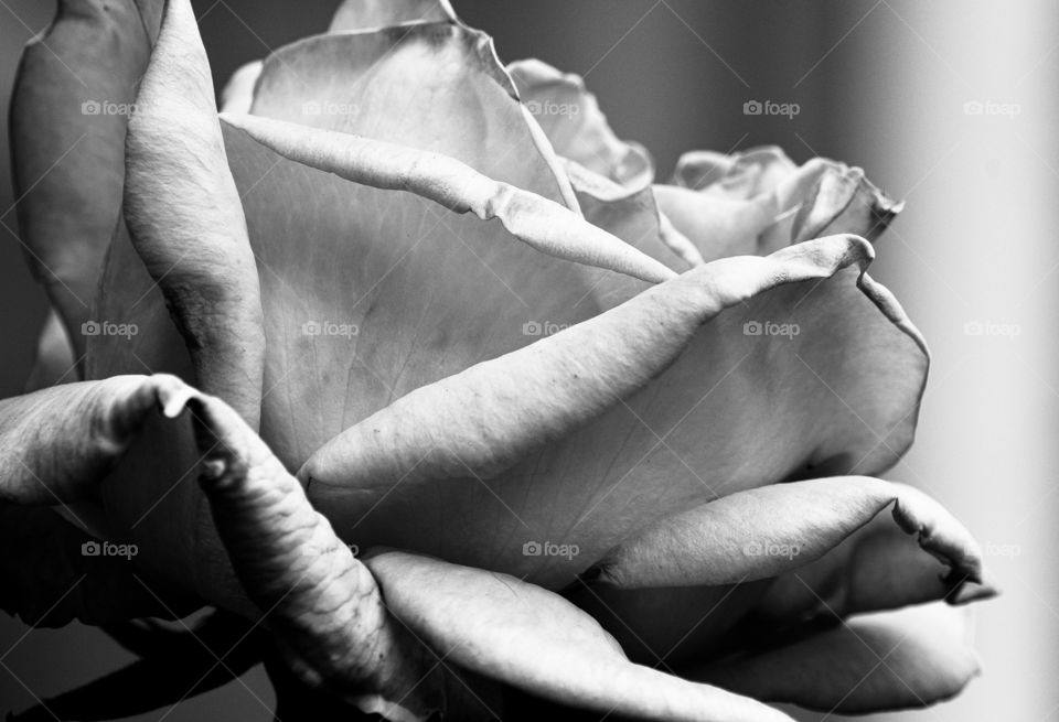 Beautiful Rose in black and white