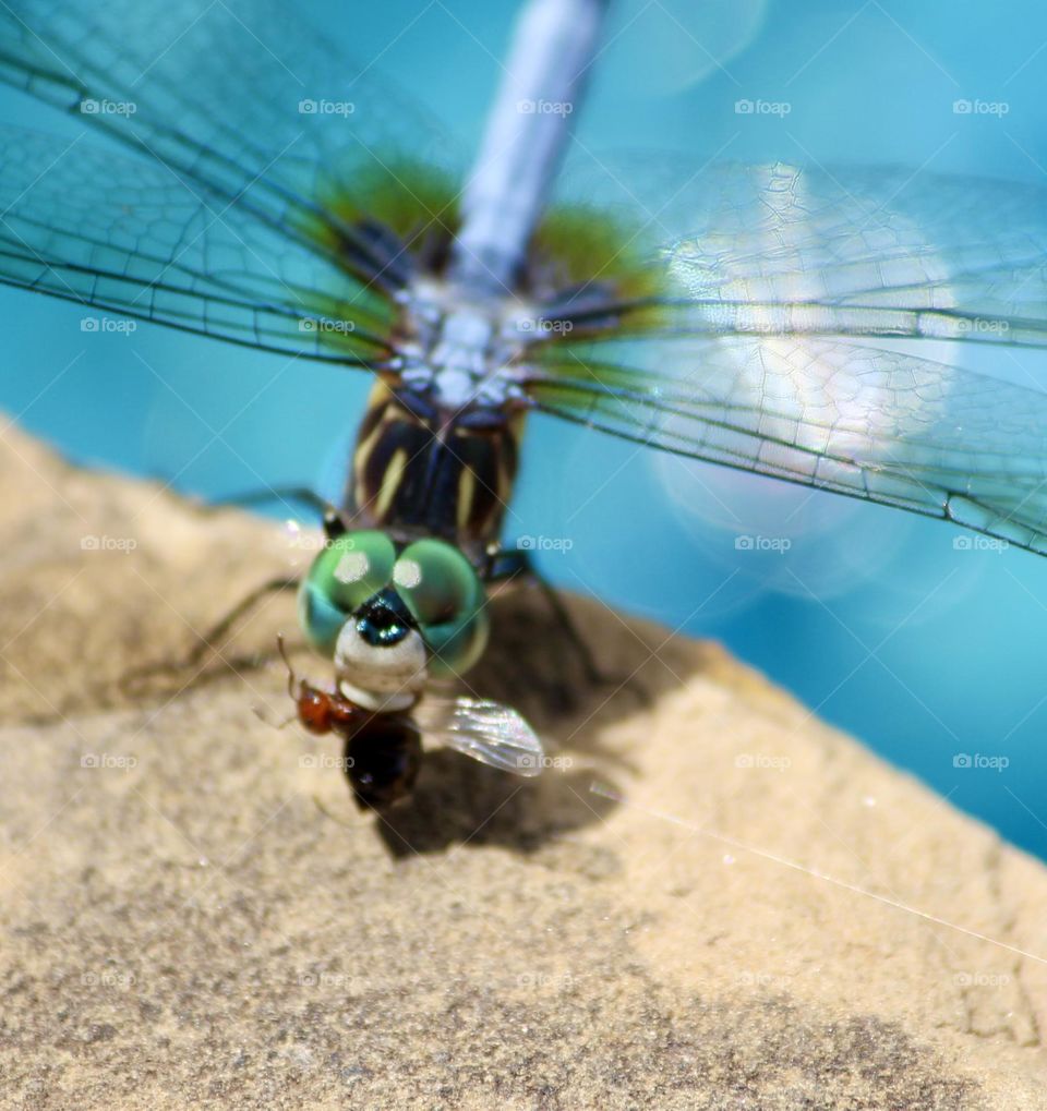 Dragonfly Catching Fly 