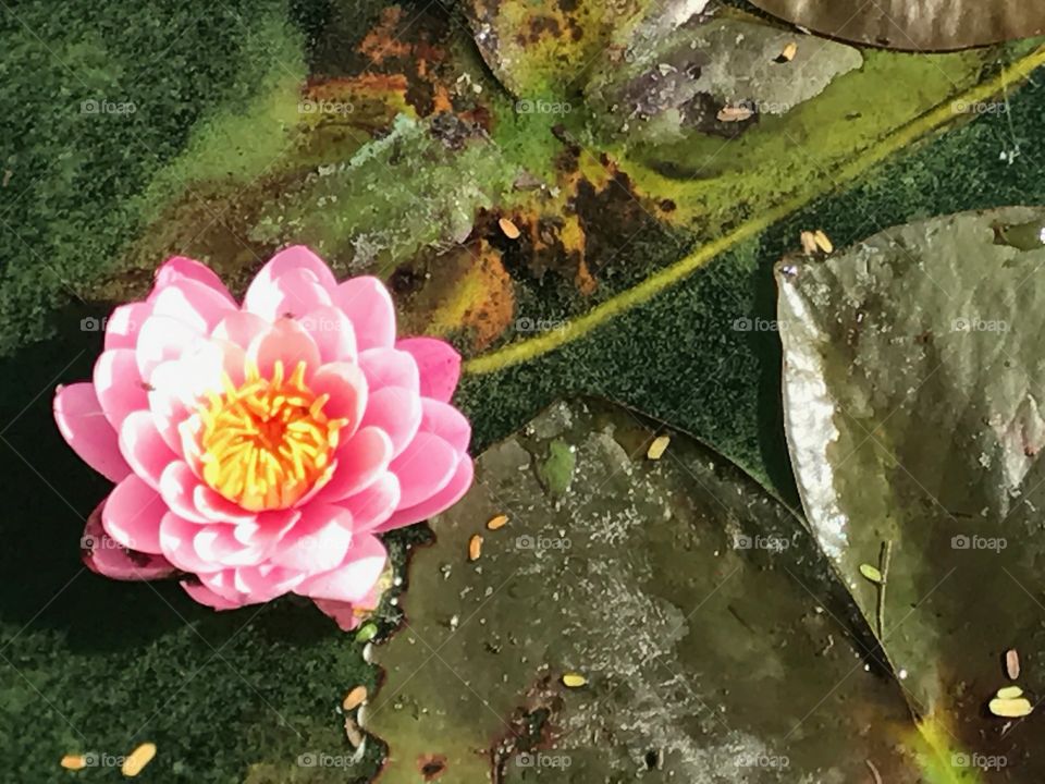 Pink Water Lily in Pond with Leaves 