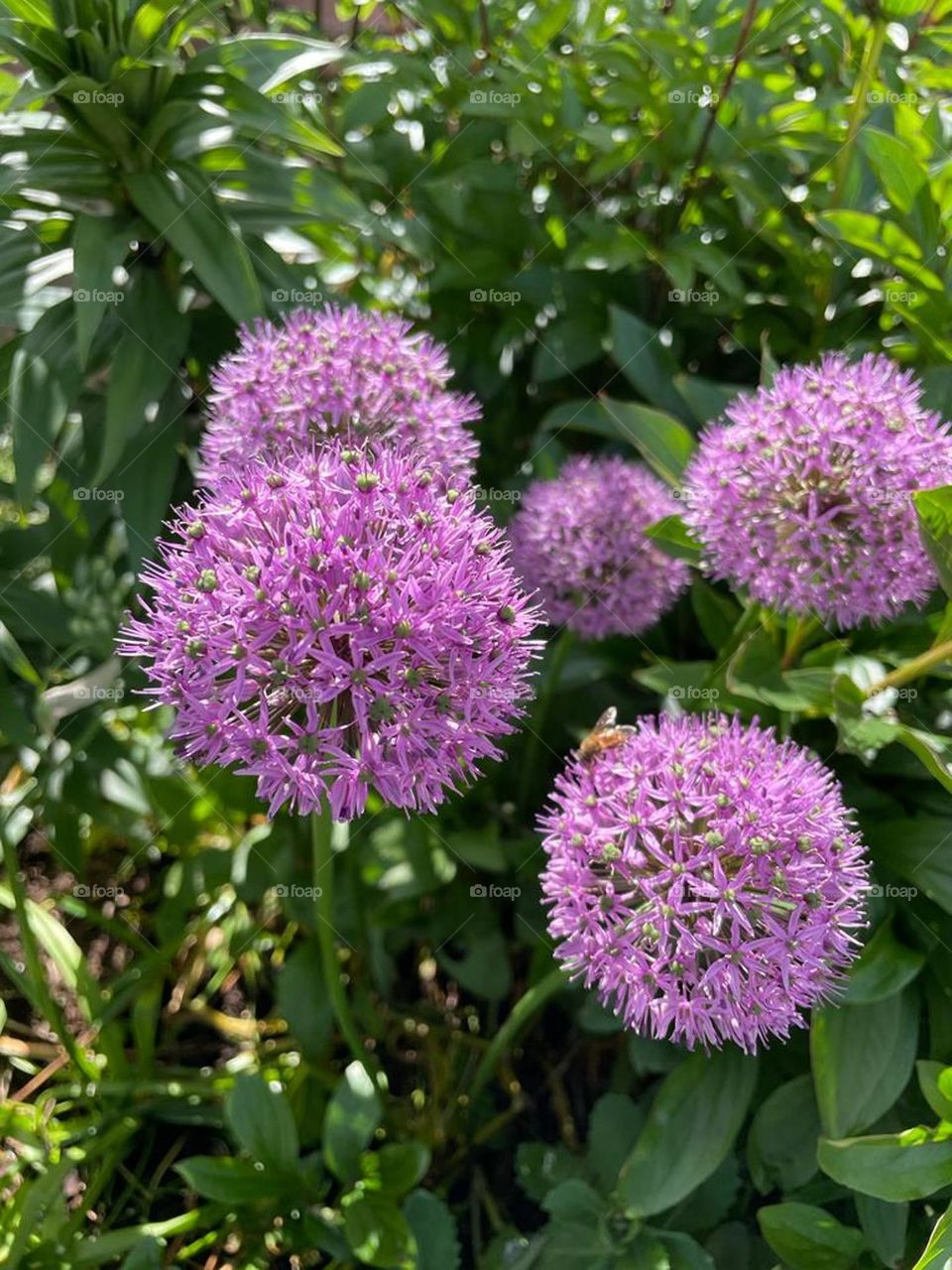 Giant Allium