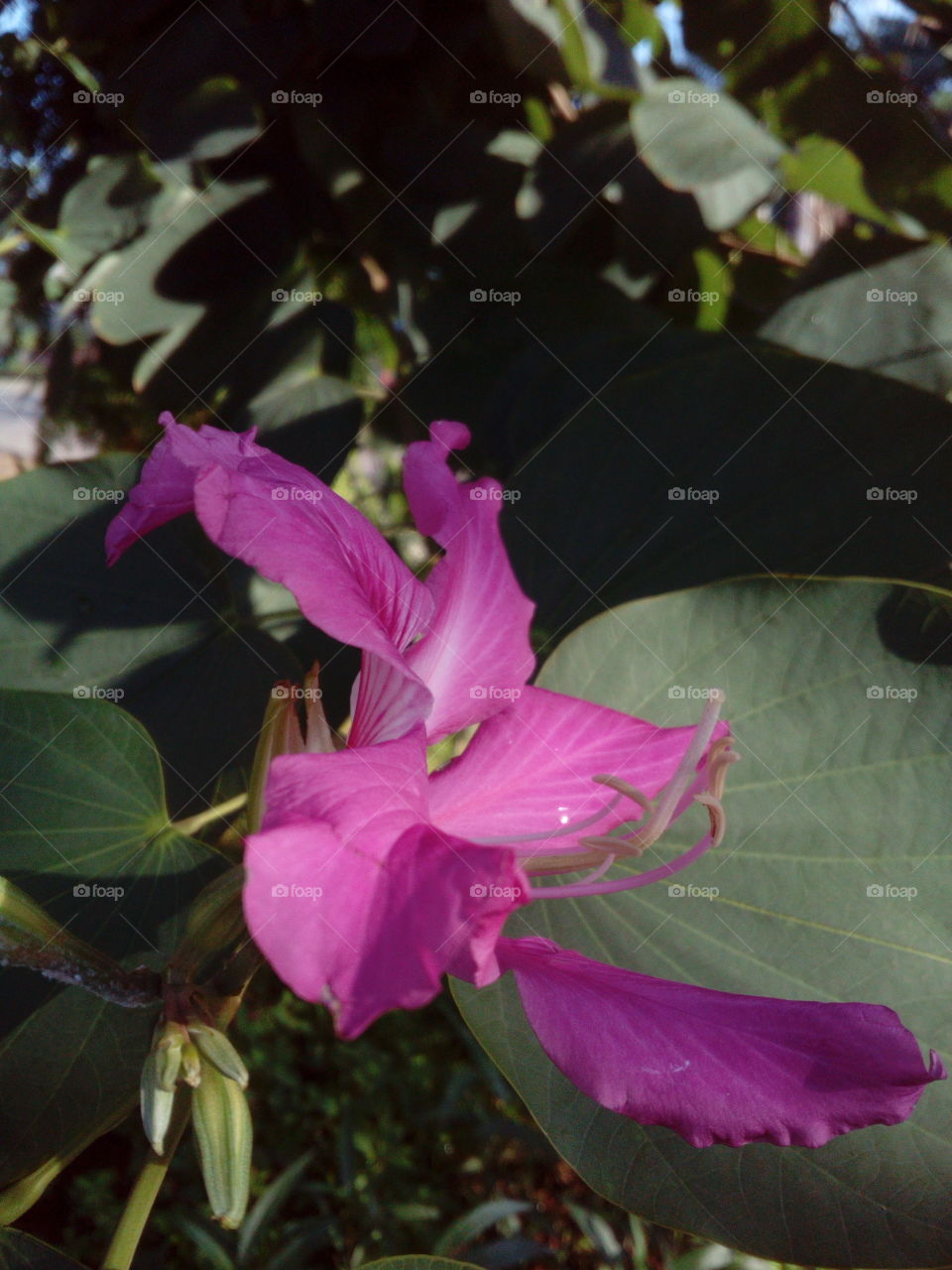 Purple Flower on flowering t