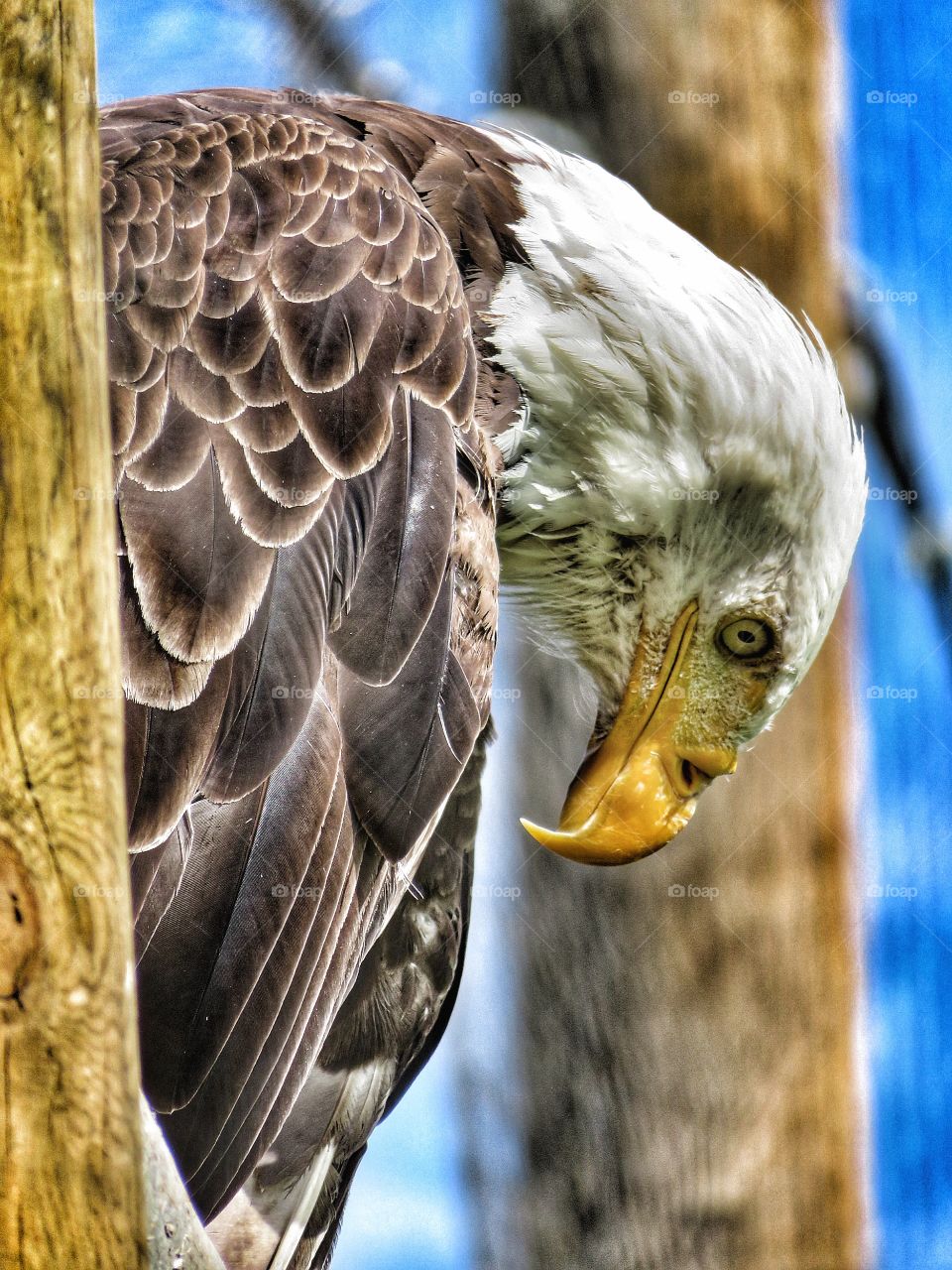 Ecomuseum Montreal - Bald eagle 