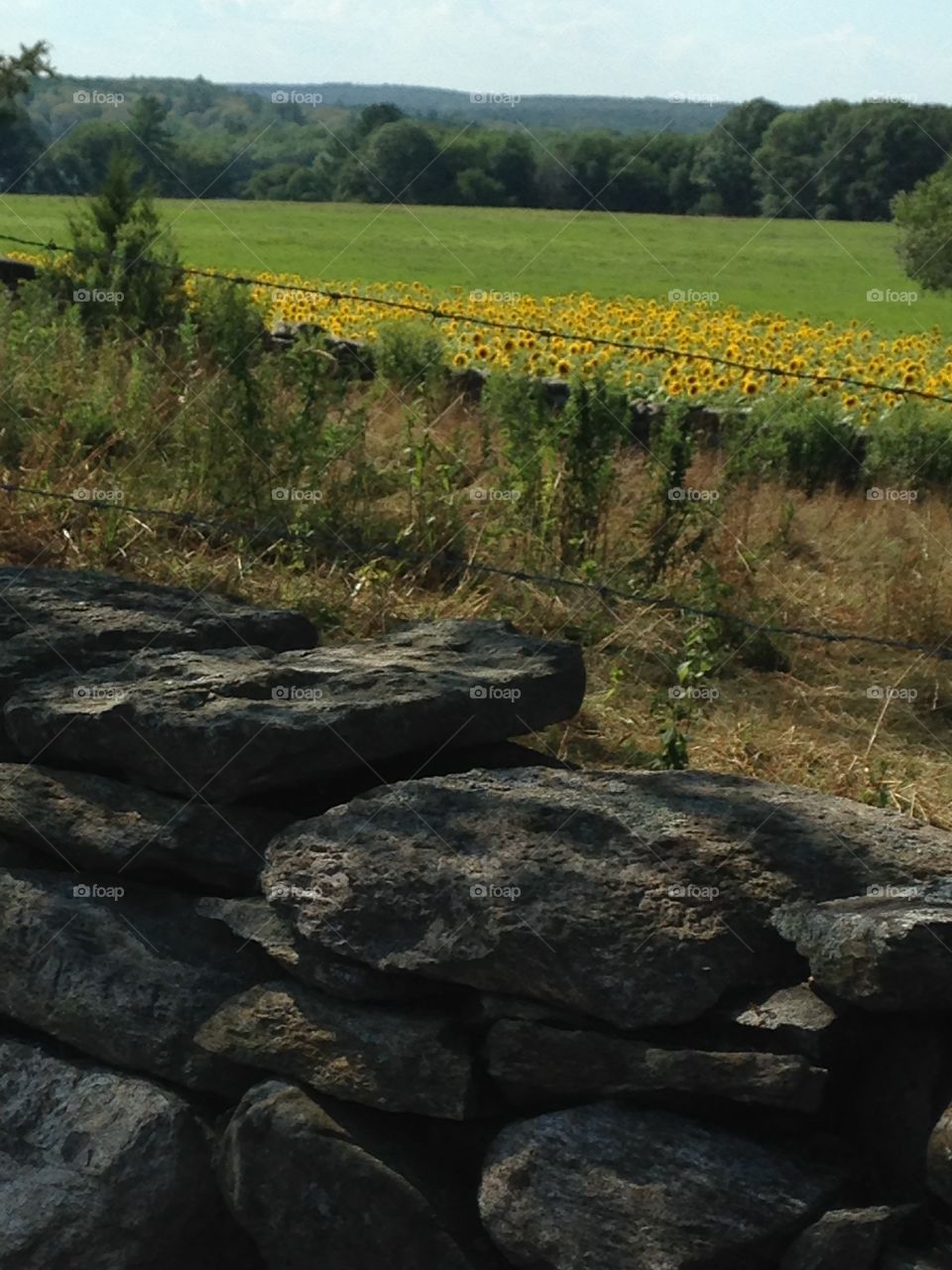 Connecticut sunflower field 