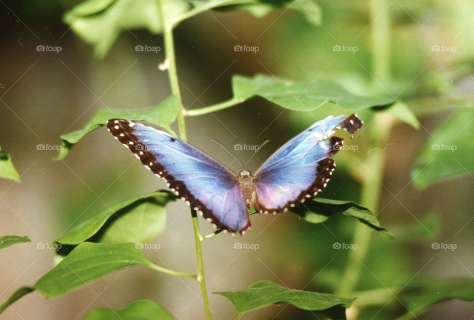 blue purple black butterfly damaged right wing