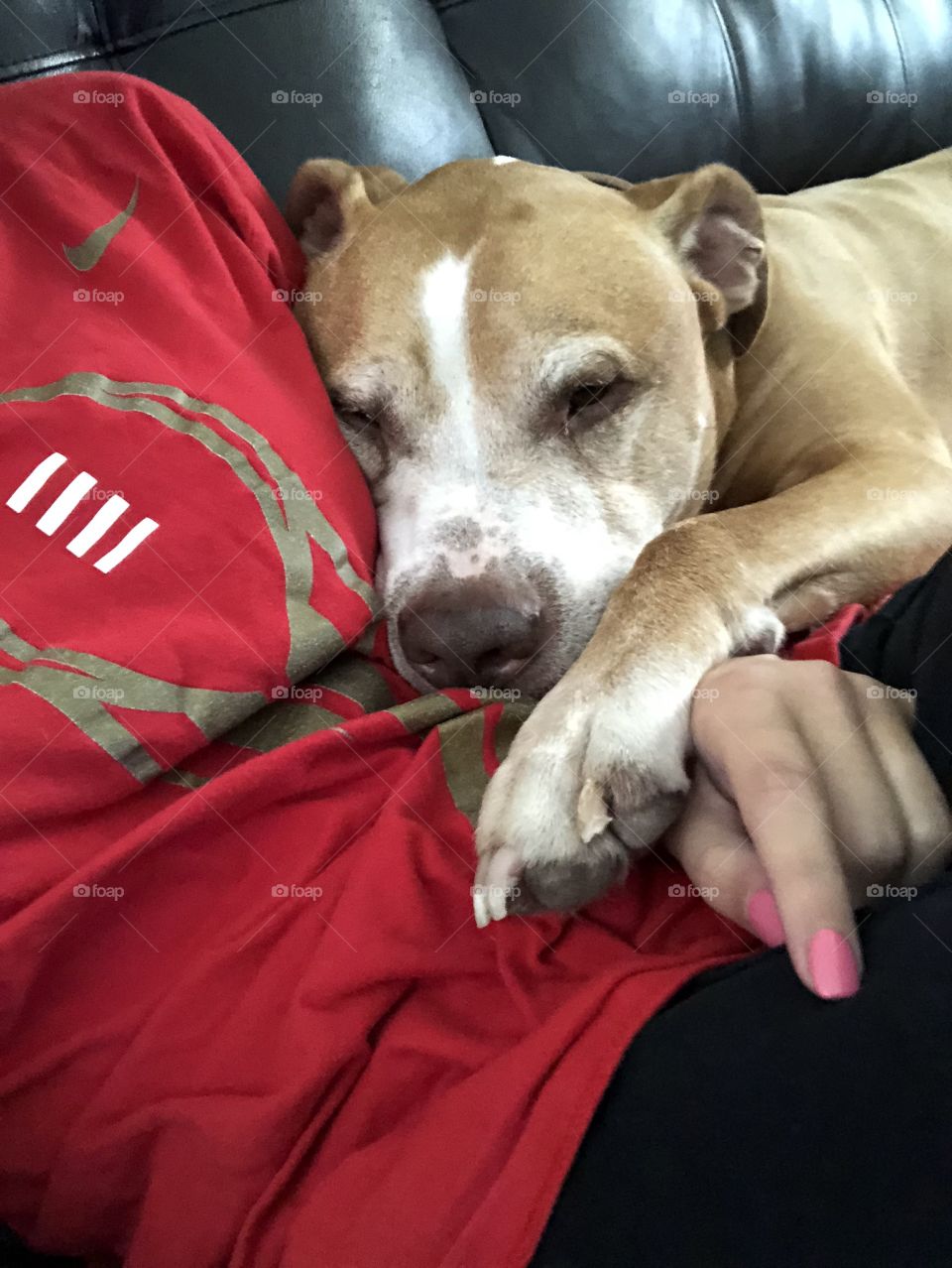 Pitbull cuddles