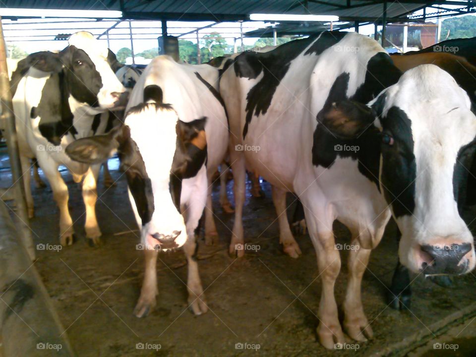 Puerto Rican Cows