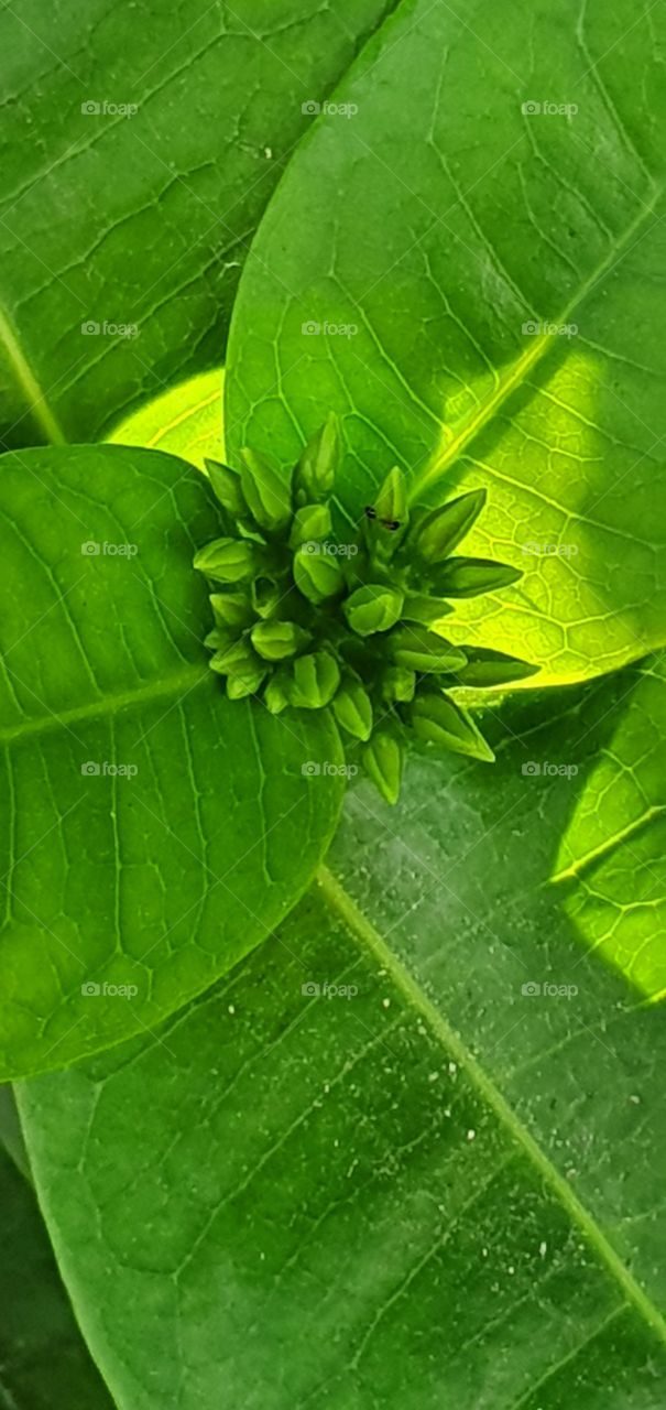 green leaf on morning shine