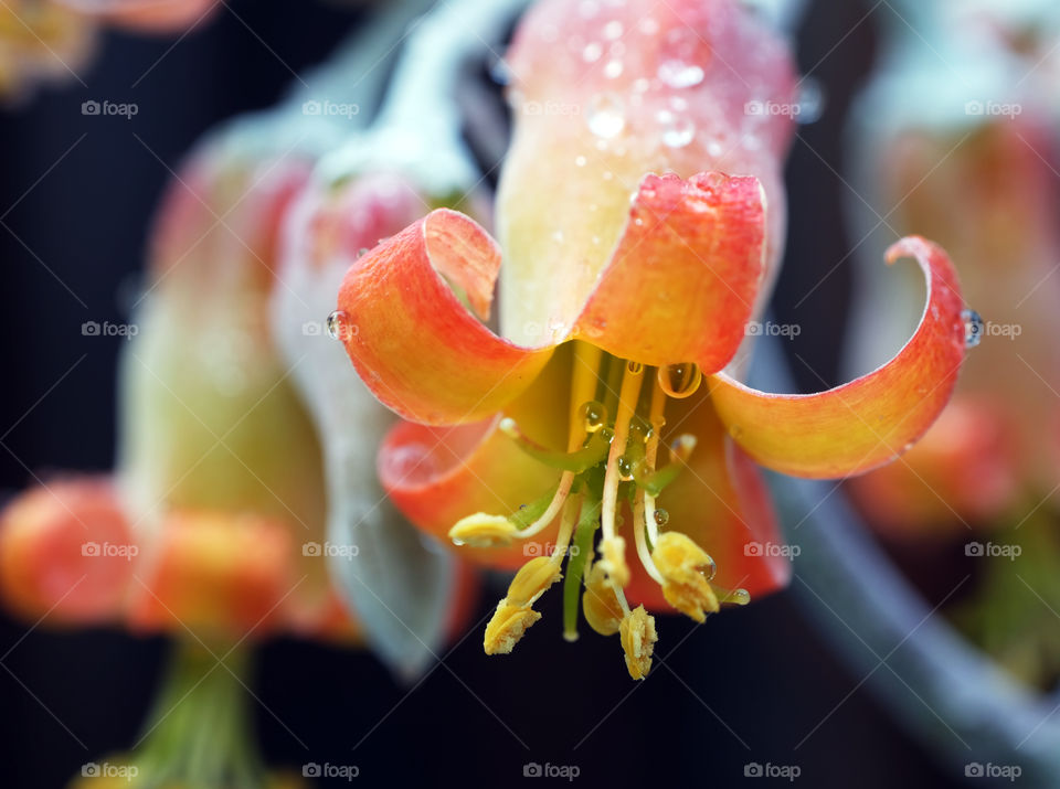wonderful succulent flowers