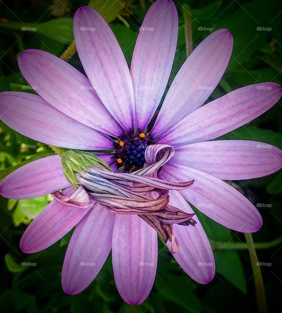 Purple Flower Macro Shot