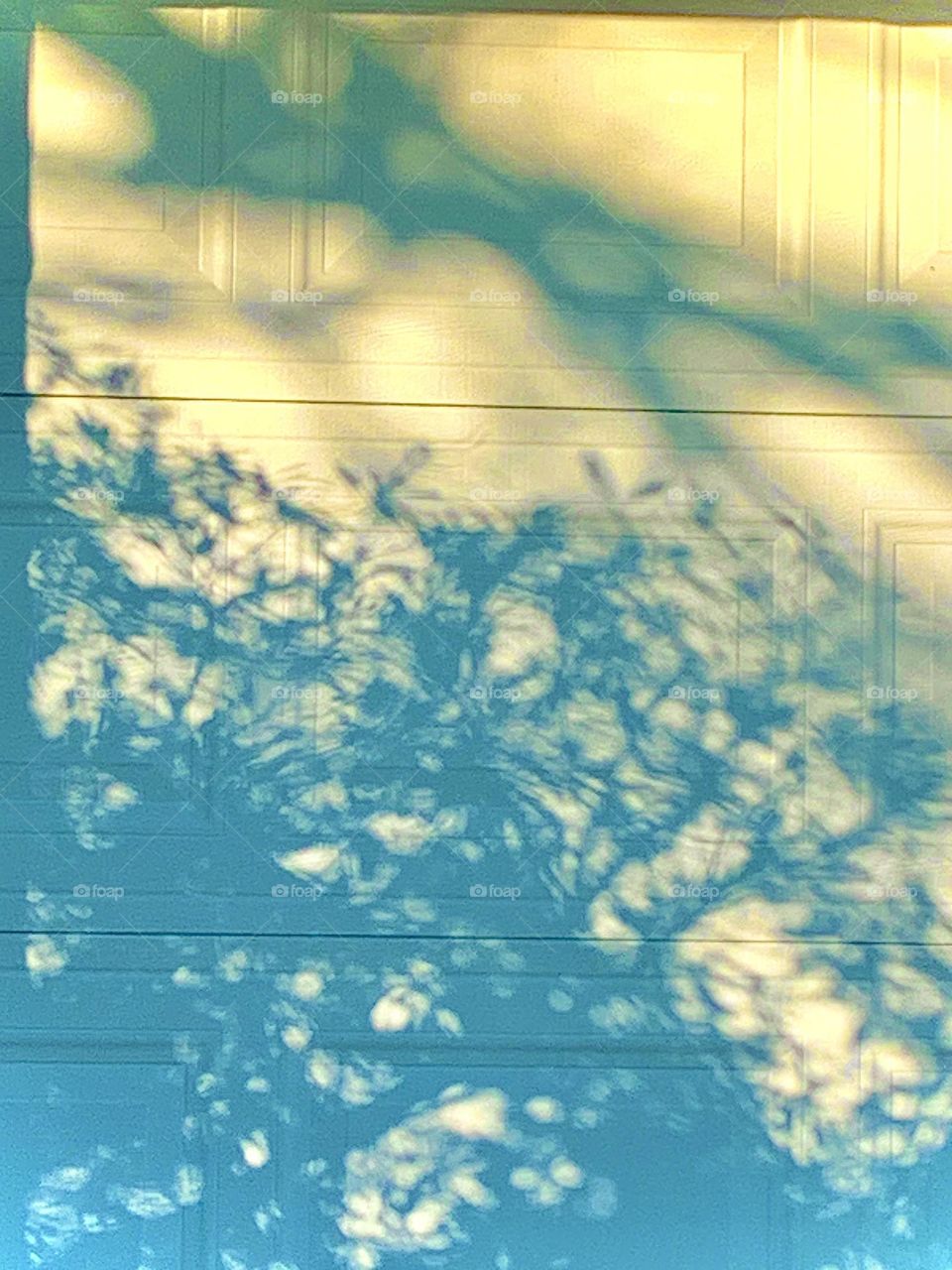 Bushy shadows 