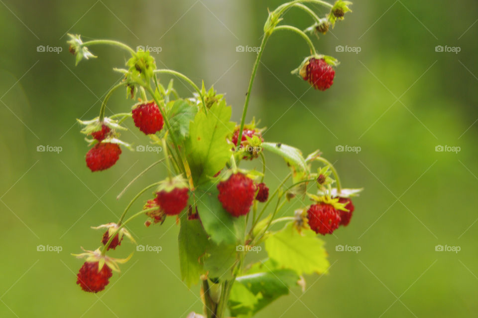 Berries