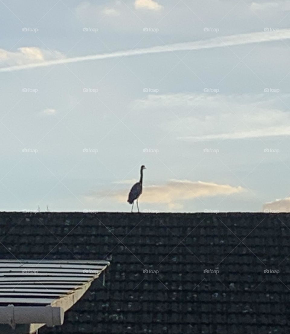 Heron watching the neighbours pond