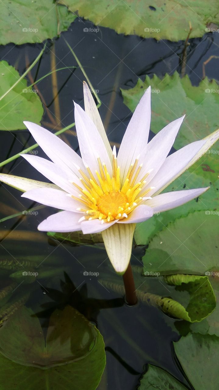 This is a beautiful flower