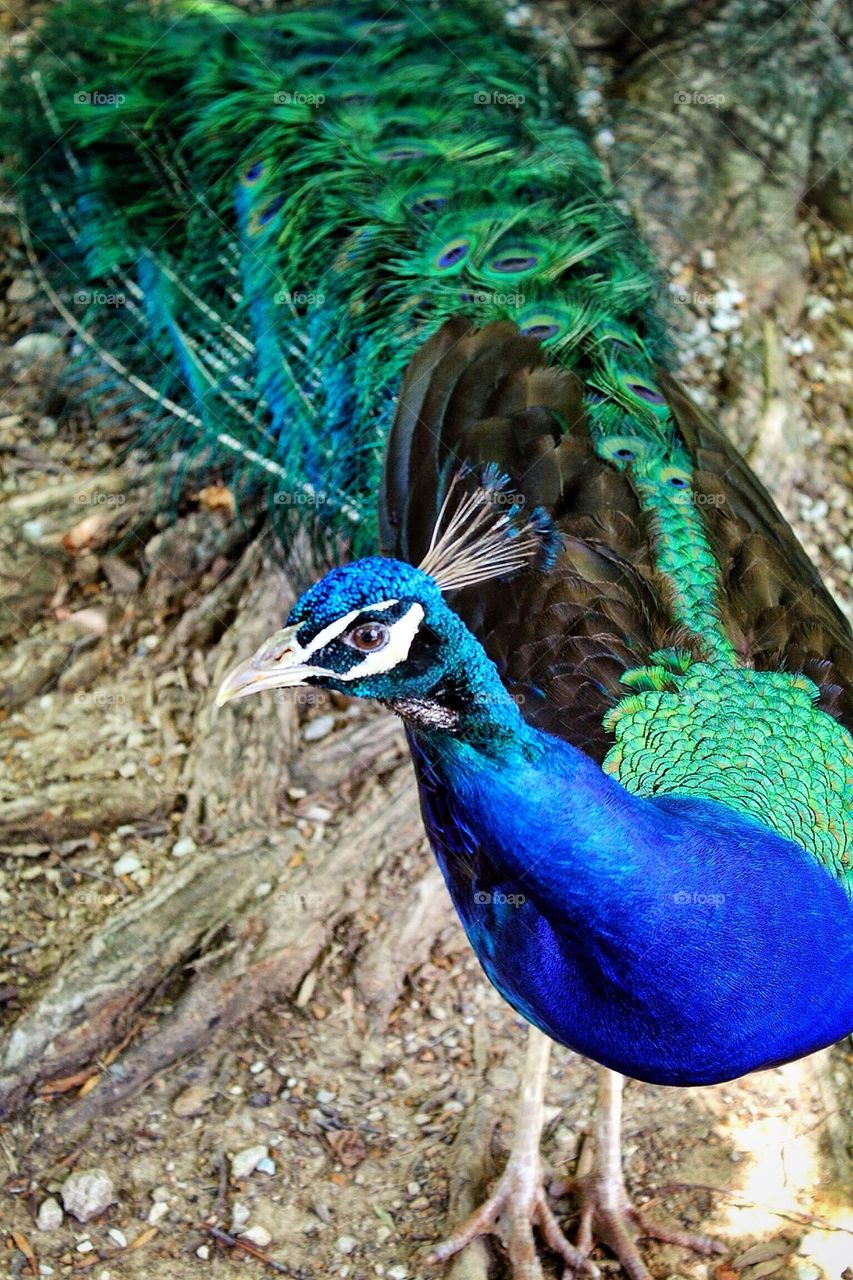 Curious Peacock   