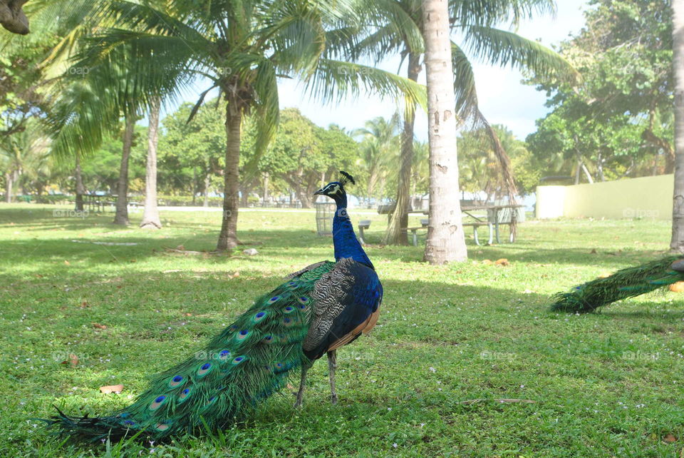 A peacock in the park