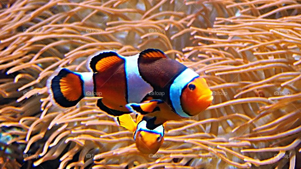 Clownfish