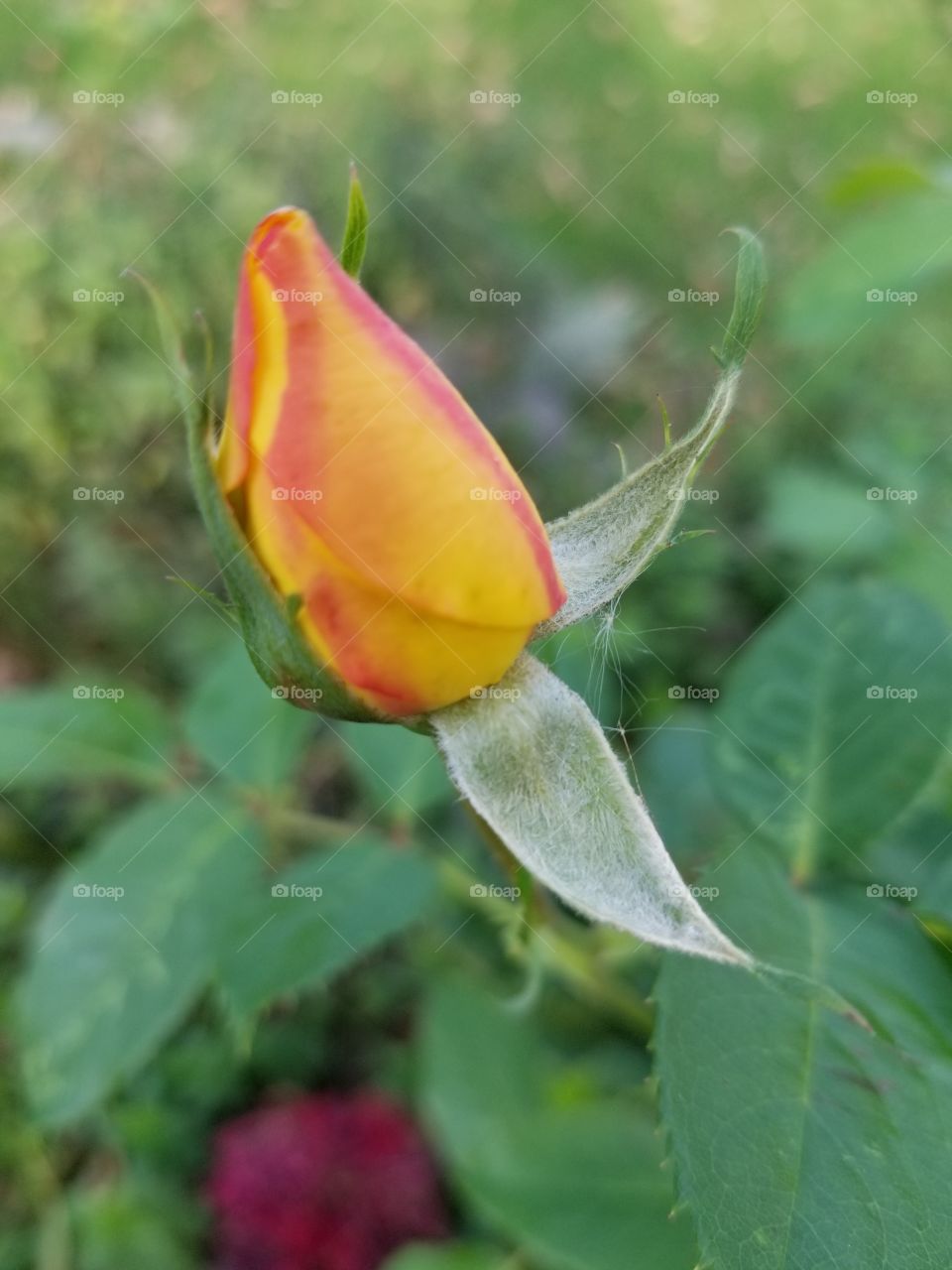 Nature, Leaf, No Person, Flower, Outdoors