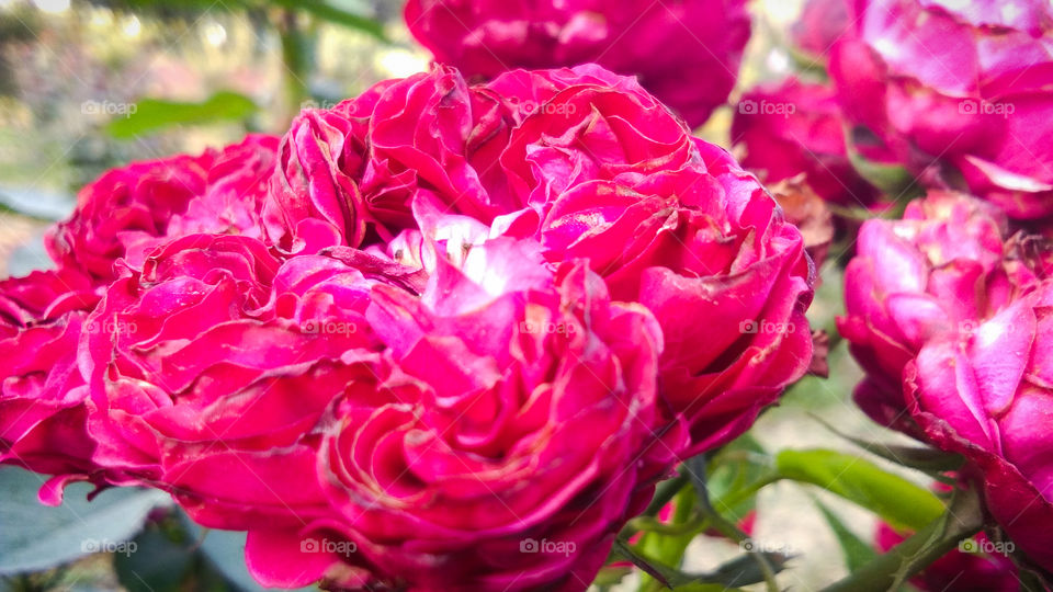 Beautiful Red Rose With Natural Background