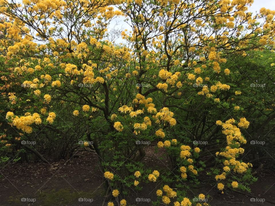 Flowers in a park in Antwerp