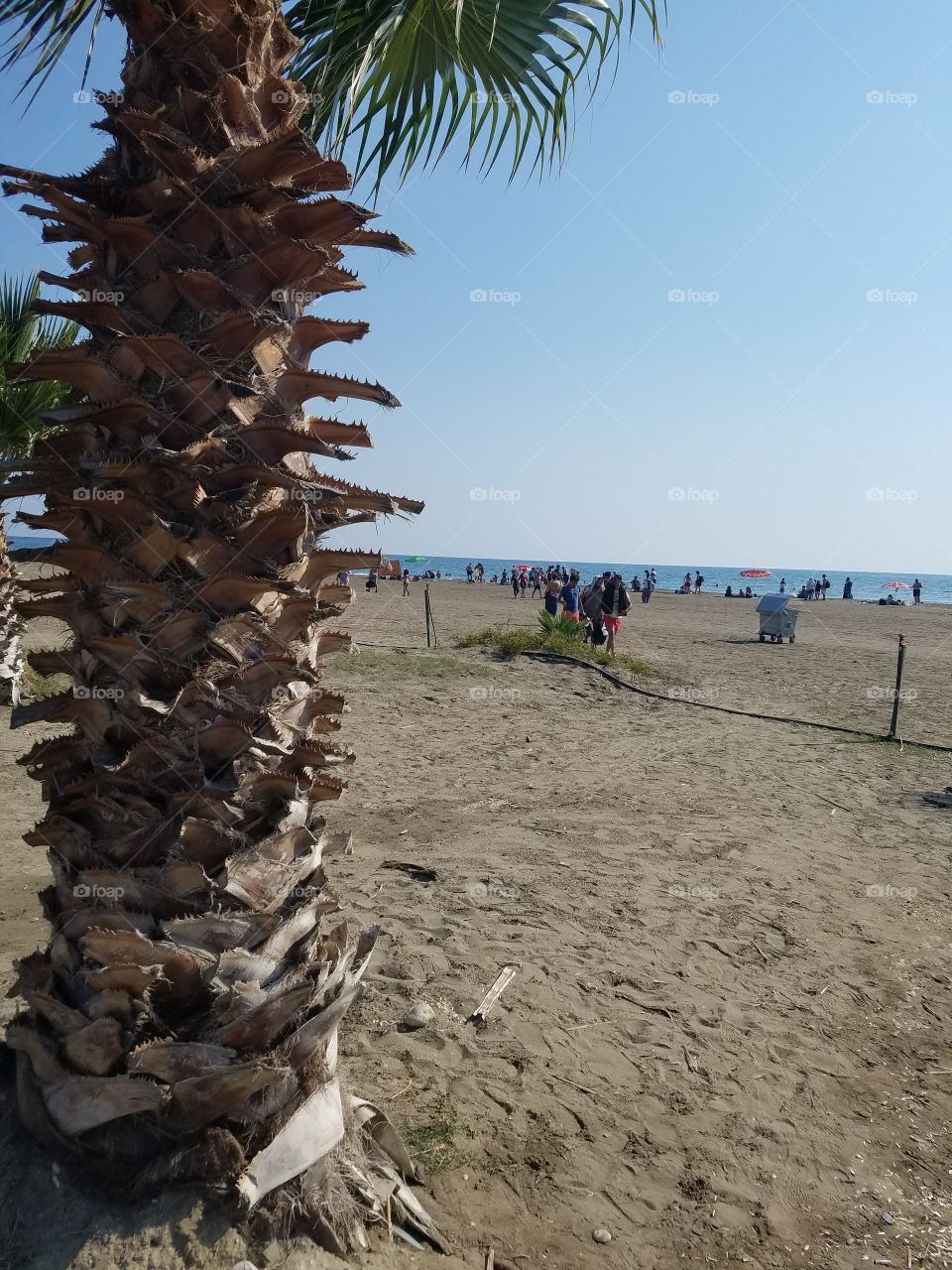 a palm tree on a beach or the Dalyan turkey tour