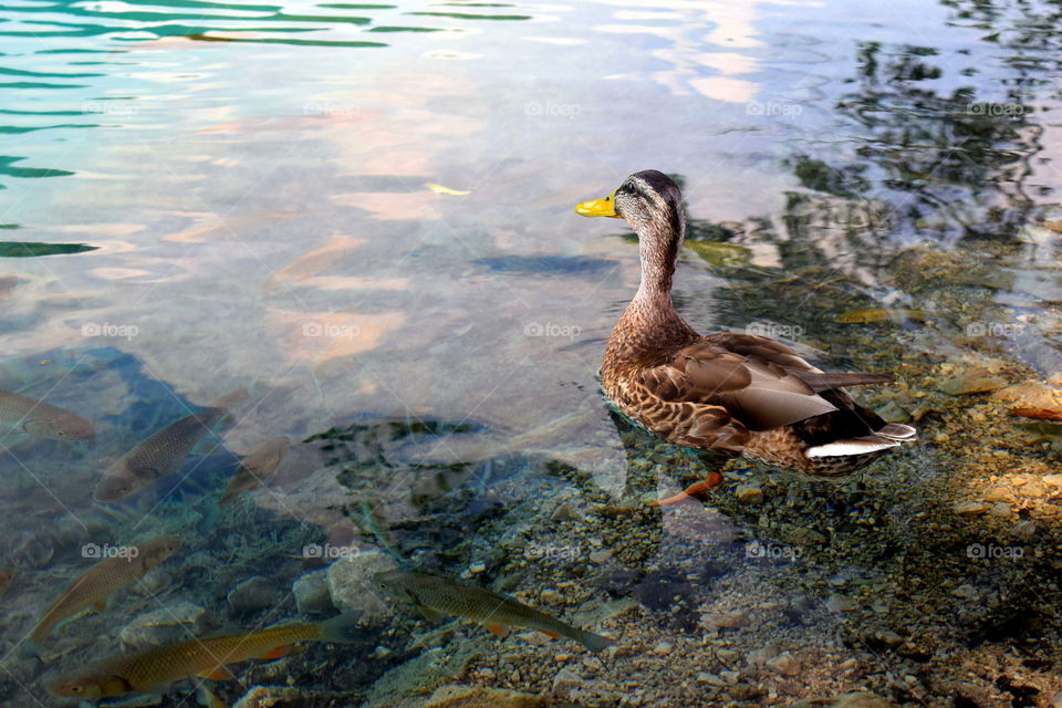 Mallard duck standing in river