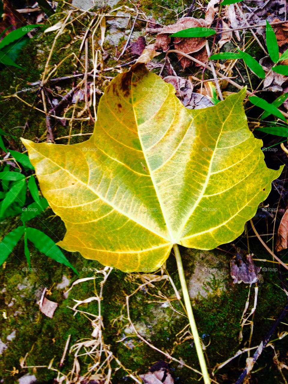 Leaf