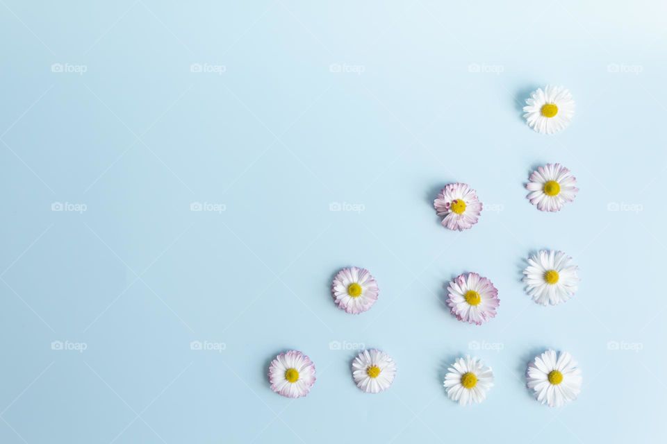 Lots of identical, repeating daisy flowers on a blue background.