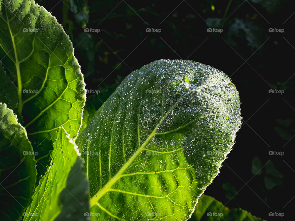 Leaf of the brassica campus, commonly also known as cabbage.